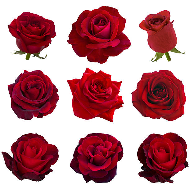 istock collage of red roses 511316802