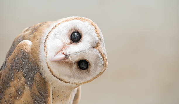 barbagianni comune (common tyto albahead) primo piano - owl foto e immagini stock