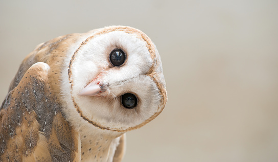 common barn owl ( Tyto albahead ) head close up