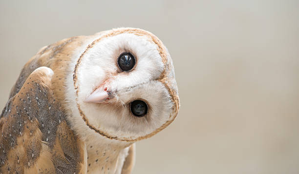 common barn owl ( Tyto albahead ) close up common barn owl ( Tyto albahead ) head close up feather photos stock pictures, royalty-free photos & images