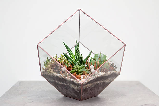 mini succulent garden in glass terrarium
