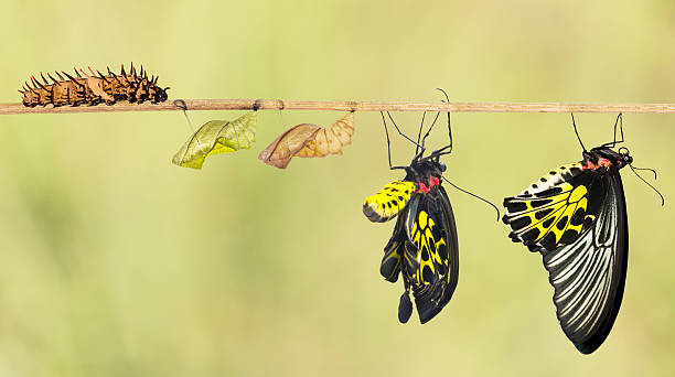 istock Life cycle of common birdwing butterfly 511317834
