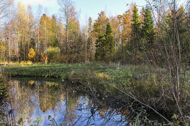 istock Waters in the autumn forest. 511319284