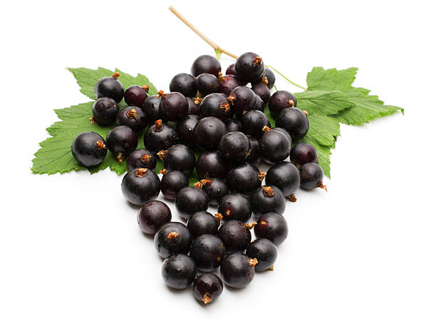 istock Branch of black currant on a white background. 511319294