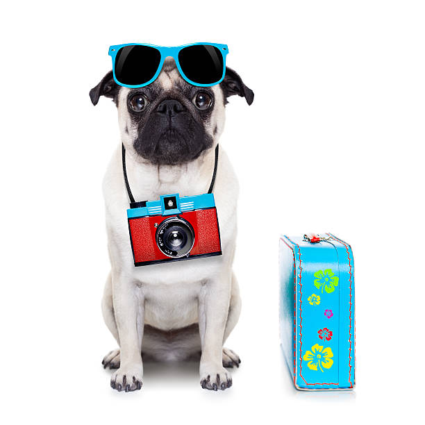 dog photographer pug dog looking so cool with fancy sunglasses  and photo camera pug photos stock pictures, royalty-free photos & images