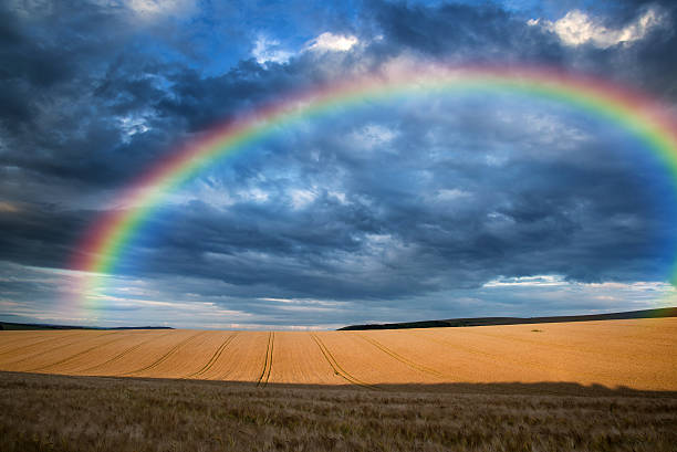 istock Stunning countryside landscape wheat field with rainbow in Summe 511319800
