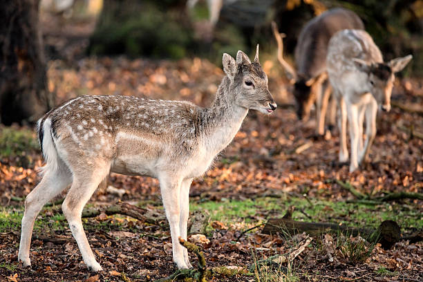 istock Beautiful female doe fallow deer dama dama ina forest 511320134