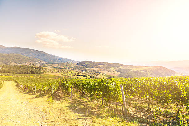 istock Chianti vineyard near Florence 511320519