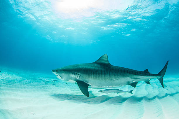 Tiger shark stock photo