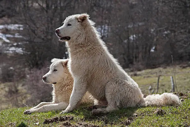 Photo of Maremma Sheepdog