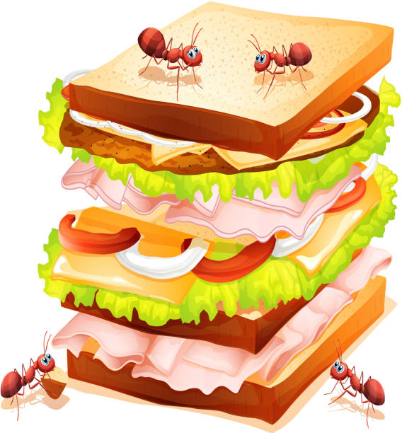 샌드위치 및 ants - sandwich ham white background lunch stock illustrations