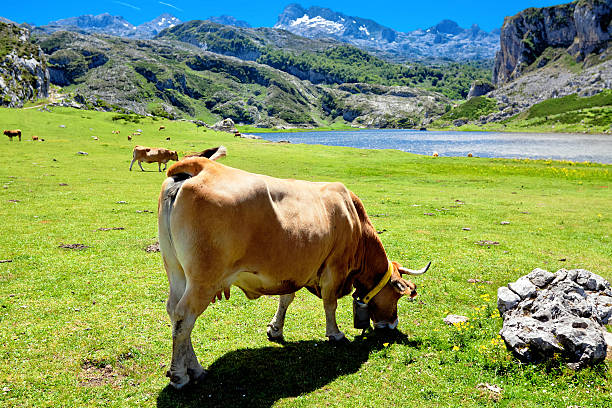 istock Cows in a pasture near Lake Ercina. Cantabrian. Covadonga. Spain 511321480