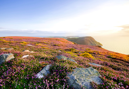 Blooming Purple Heather with Cliffs and sea in background. Beautiful coastline on the Isle of Man