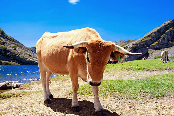 istock Young bull in a pasture near Lake Enol. Cantabrian. Covadonga 511322030