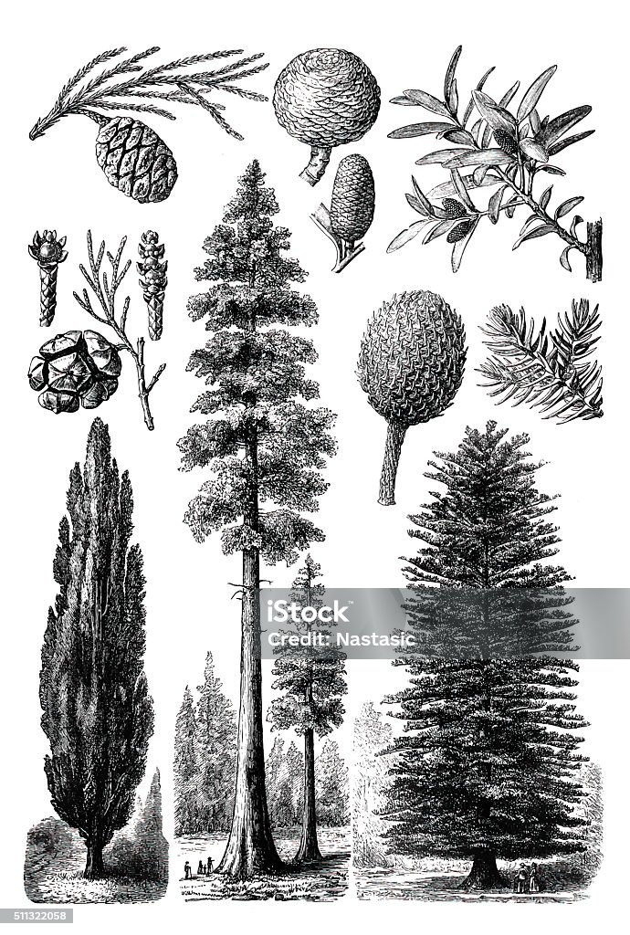 Evergreen trees Various Evergreen trees engraving from 1898 isolated on white Pine Tree stock illustration