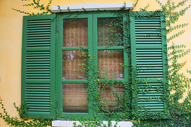 istock The Green Creeper Plant 511322139