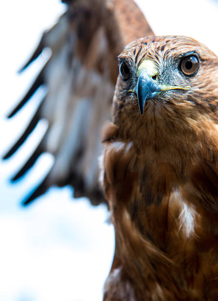 istock Golden eagle  in the vicinity on the background flapping wings 511322659