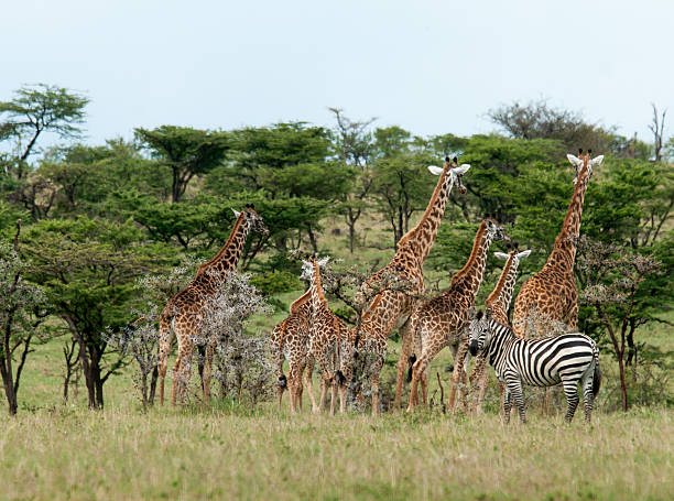 istock Wild Giraffes in the savanna 511322899