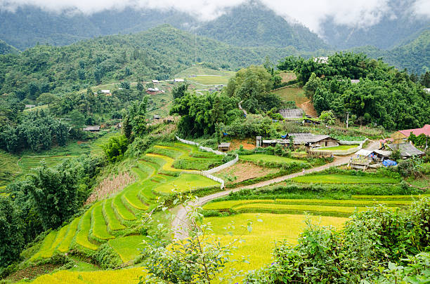 istock Tropical forest and rice terrace in Sapa, Vietnam 511323154