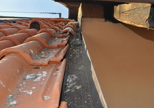 istock Pigeon damages on roof 511323160