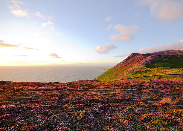 istock Heather in Bloom. Isle of Man Moorlands 511323541