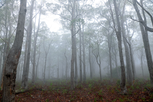 Fog in cold, damp wilderness forest creating a feeling of gloom and despair.  Lost Falls Nature Reserve, Tasmania.  Horizontal, copy space.