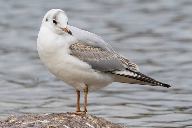 istock Close up view of seagull 511324006