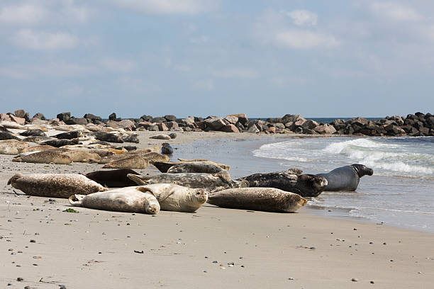 istock Grey seals at Helgoland-Dune Island (Germany) 511324263