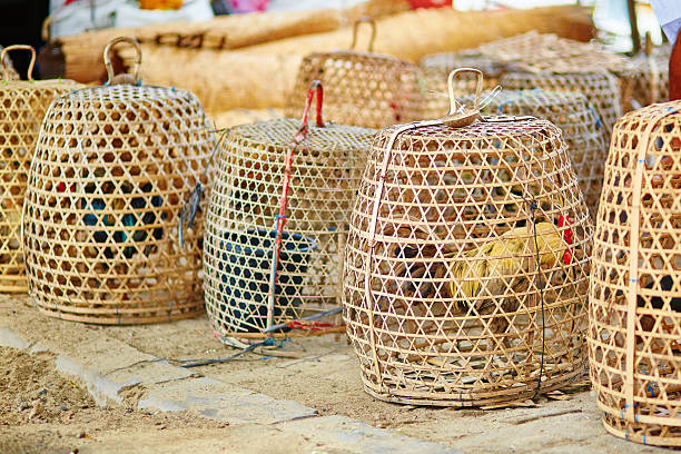 Caged roosters on a Balinese street market