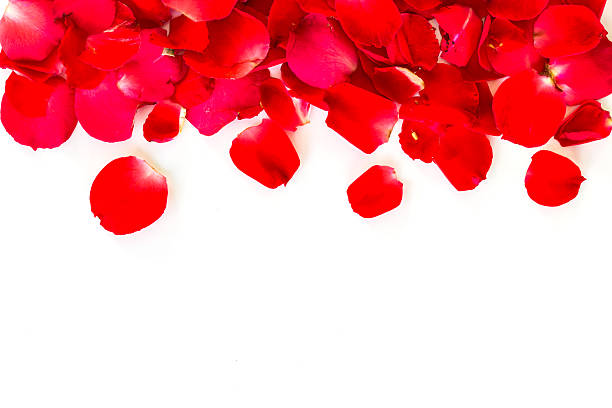 istock red rose petals on white background. valentine`s card background 511325386