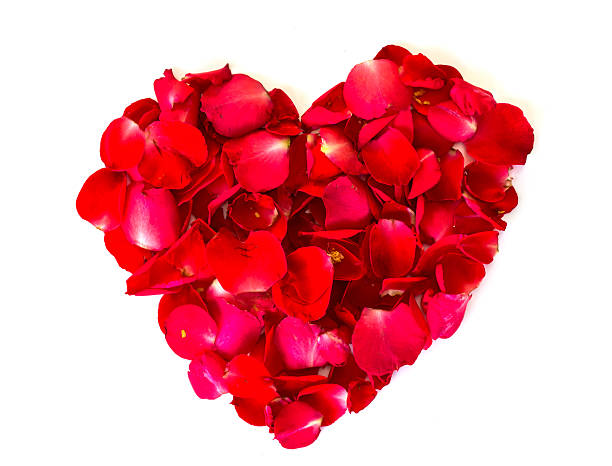 istock heart of red rose petals . 511325438