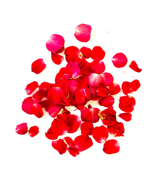 istock red rose petals on white background. valentine`s card background 511325478