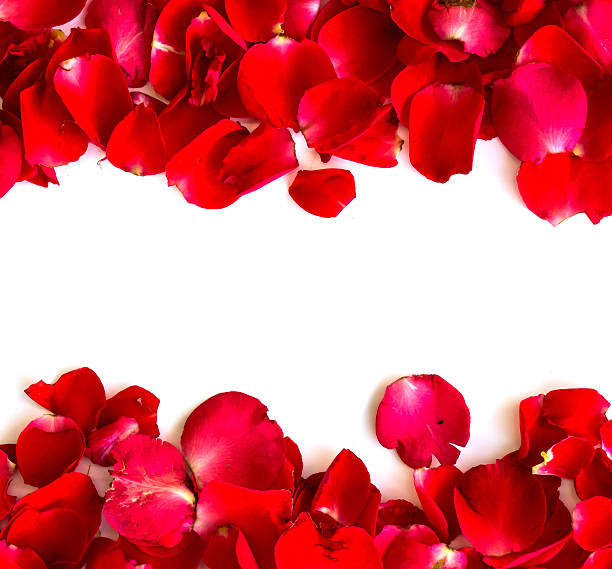 istock red rose petals on white background. valentine`s card background 511325598