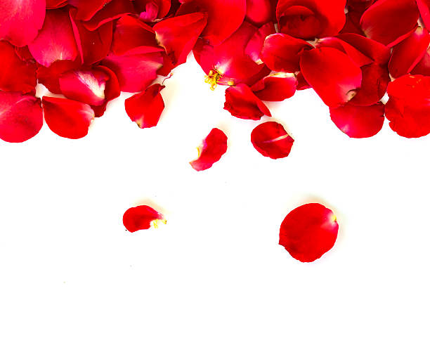 istock red rose petals on white background. valentine`s card background 511325636