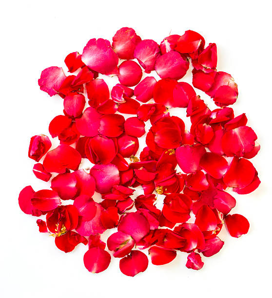 istock red rose petals on white background. valentine`s card background 511325866