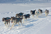 Husky dogs and alaskan malamute at race in winter.