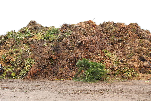 A huge pile of green waste, in the process of being mulched into compost.