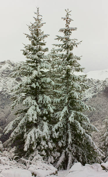 istock Winter landscape with snow covered trees 511328256