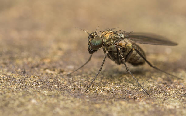 istock Macro photo of a Dolichopodidae fly 511328486