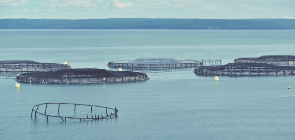 Sea-based fish farming near Digby, Nova Scotia.