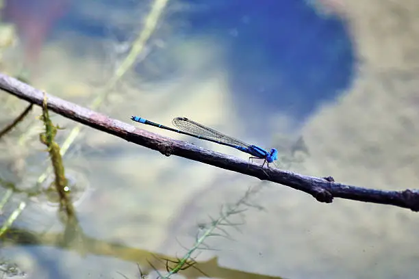 Photo of Blue damselfly on branch