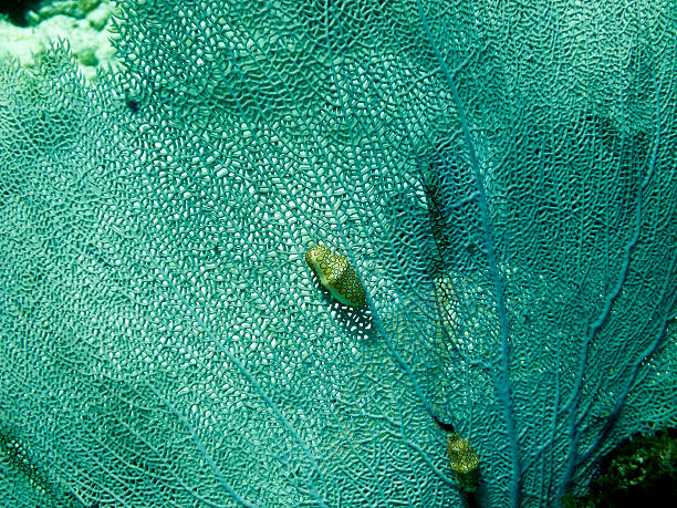 flamingo tongue mollusc auf venus sea fan. - flabellum stock-fotos und bilder