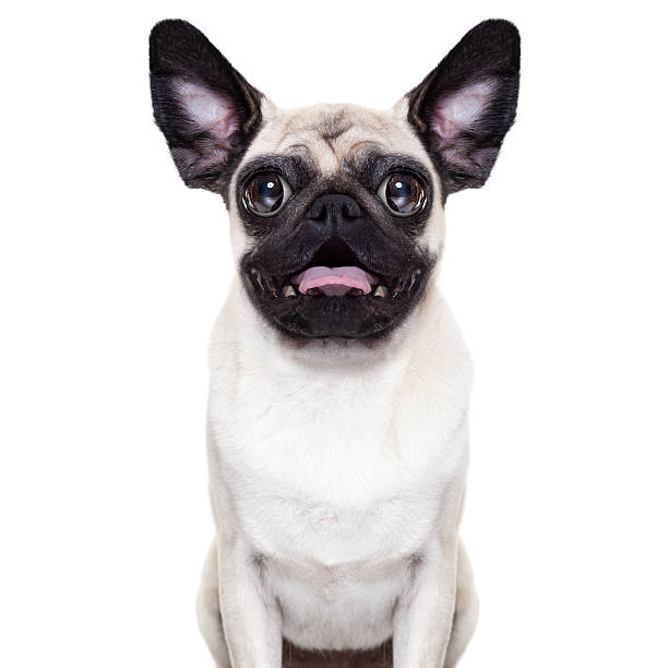 1,104 Stupid Dog Stock Photos, Pictures & Royalty-Free Images - iStock |  Silly dog, Stupid cat, Bad dog