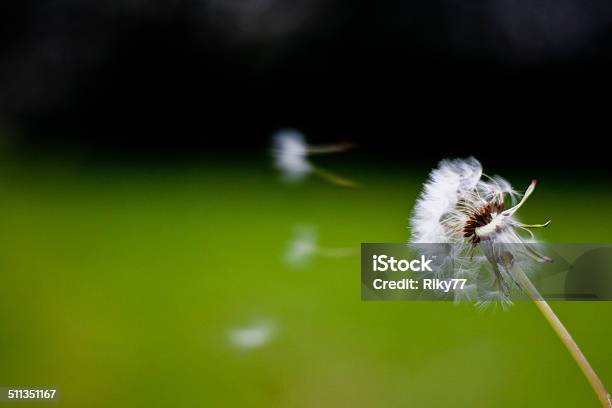Dandelion Stock Photo - Download Image Now - Black Color, Blowing, Botany