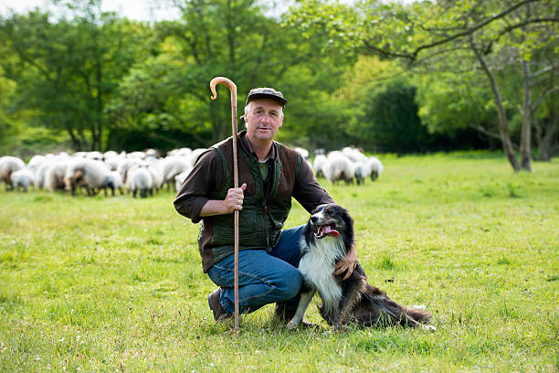 羊飼いと彼のポートレート、犬 flog のバック - shepherds staff ストックフォトと画像