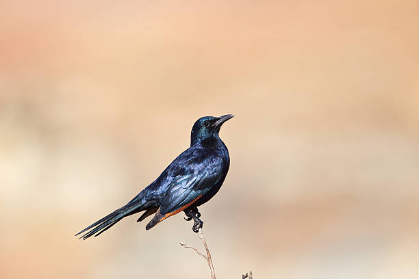 istock Red-winged starling, South Africa 511352343
