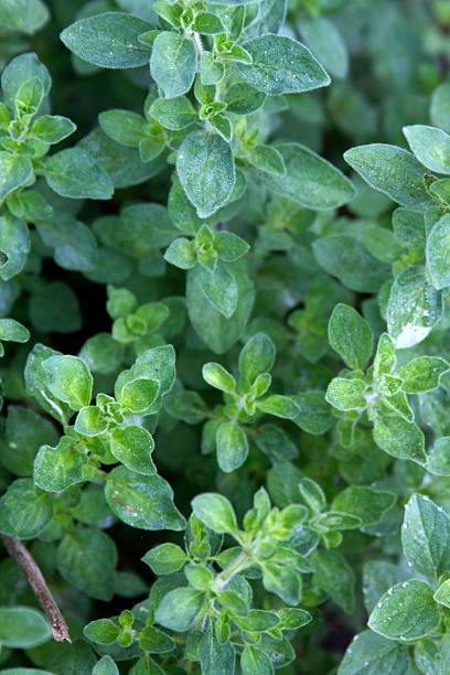istock Garden Oregano Close Up 511352925
