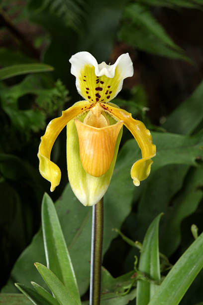 istock Lady's slipper orchid flower 511353107