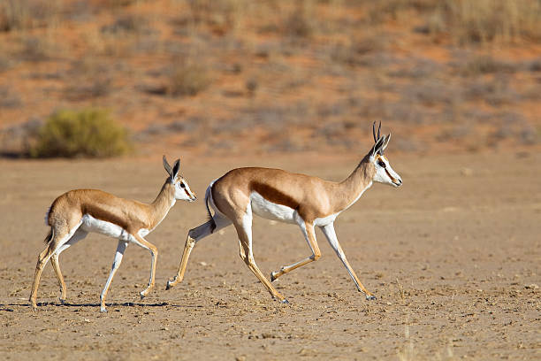 istock Springbok mother and fawn trotting 511353285