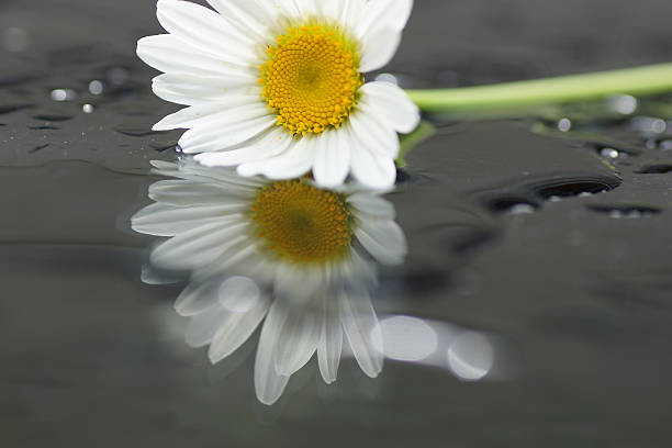 istock Artistic macro of wet daisy flower, love nature, reflection 511353505